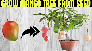 How To Grow a Mango Tree From Seed  SEED TO HARVEST [upl. by Mycah]