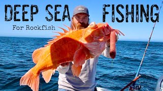 Underwater View of Catching MASSIVE Channel Islands Rockfish [upl. by Lerat222]