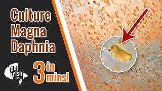 How to culture DAPHNIA MAGNA  The easy way [upl. by Nadnarb]