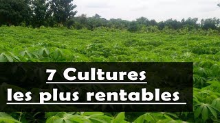 AGRICULTURE  Les 7 cultures les plus rentables en Afrique [upl. by Sueahccaz812]