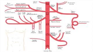 Abdominal Aorta Branches [upl. by Novat]