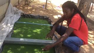 Azolla farming in ZimbabweFish  poultry feed and bio fertilizer [upl. by Eintihw433]