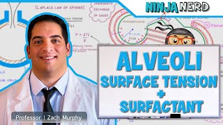 Respiratory  Surface Tension amp Surfactant in Alveoli [upl. by Oilisab]