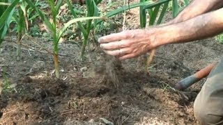 Harvesting Curing and Storing Garlic [upl. by Anilosi]