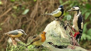 Bird Sounds Spectacular  8 HOURS of Beautiful British Birds [upl. by Asiole]