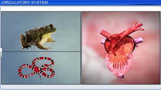 CBSE Class 11 Biology  Body Fluids and Circulation  Full Chapter  By Shiksha House [upl. by Ymma]