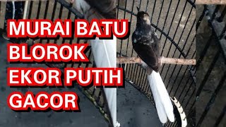 MURAI BATU BLOROK EXTRIM KICAU MURAI BATU BLOROK EXTREME [upl. by Charmian]