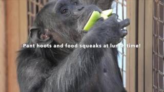 The sound of chimpanzee excitement [upl. by Tyika]