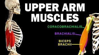 UPPER LIMB MUSCLES 36  UPPER ARM MUSCLES [upl. by Enihpets654]