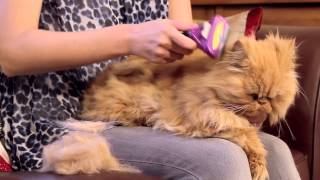 FURminator for Cats Video [upl. by Eiten]