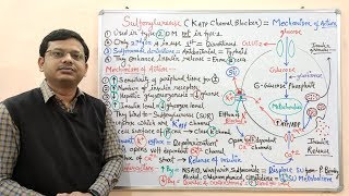 Diabetes Mellitus Part10 Mechanism of Action of Sulfonylurease  Antidiabetic Drugs  Diabetes [upl. by Nylrebma926]