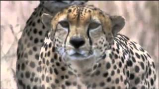 Amazing Cheetah Chase Compilation [upl. by Ttihw732]