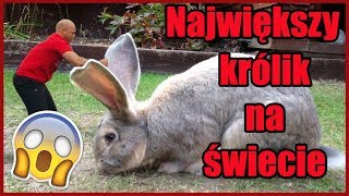 ❤️🐰‼️TOP 10 ciekawostek o KRÓLIKACH‼️🐰❤️  BunnyTV cz1 [upl. by Gensler735]