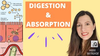 Digestion and Absorption for Alevel Biology Carbohydrates proteins and lipids micelles [upl. by Aiyn]