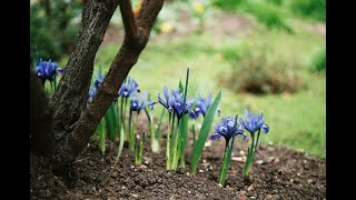 The Dwarf Iris  Reticulata Alida Planting amp Nurturing this Critically Important Pollinator Plant [upl. by Candice]