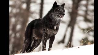 The alarm barking of an alpha male wolf in Yellowstone [upl. by Nahshunn212]