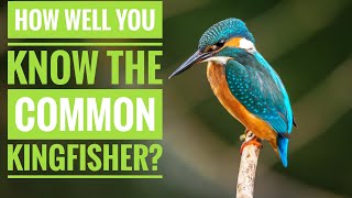 Common Kingfisher  Description Characteristics and Facts [upl. by Atteuqal9]