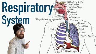 Respiratory System  Structure and Function [upl. by Anid]