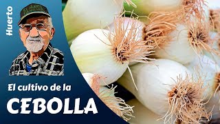 CEBOLLAS COMO SEMBRAR PLANTAR Y CULTIVAR CON ÉXITO CEBOLLAS DE TODO TIPO [upl. by Tabber]