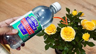 10 MIRACLES OF VINEGAR FOR PLANTS amp GARDEN [upl. by Aihsel]