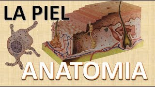 Anatomia de la Piel  Funciones  Capas de la piel [upl. by Zoubek]