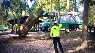 How Does An Arborist Remove A HUGE Tree [upl. by Rossy338]