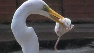 EGRET EATS MOUSE [upl. by Haukom]