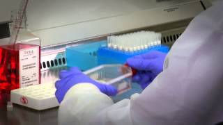 Primary Cell Culture Protocols amp Guidance [upl. by Joktan]