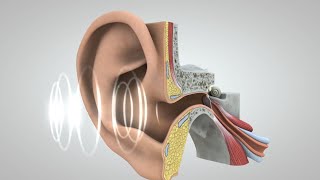 El viaje del sonido al cerebro [upl. by Granny445]