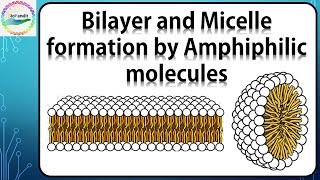 Bilayer and Micelle formation by Amphiphilic molecules [upl. by Aened]