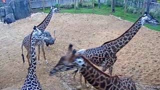 Houston Zoo Giraffe Platform Cam  Feeding Live Cam  Ozolio Webcam Services [upl. by Eijneb]