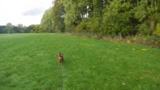 Epileptischer Anfall beim Gassigehen  Epileptic seizure during a dog walk [upl. by Tobye]