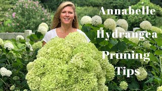 Annabelle Hydrangea Blooms  Tips on Pruning Hydrangeas [upl. by Eldredge988]