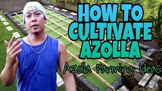 HOW TO GROW AZOLLA  Azolla Farming Ideas [upl. by Karlotta]