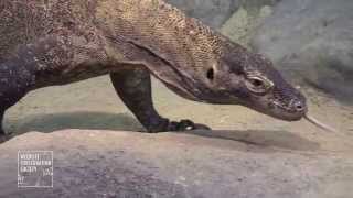 Komodo Dragons at the Bronx Zoo [upl. by Meraree35]