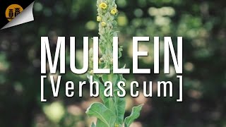 Mullein Verbascum Thapsus Identification [upl. by Mae798]