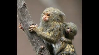 Pygmy Marmosets in the Wild [upl. by Bogoch]