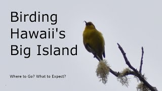 Birding the Big Island of Hawaii Palila Discovery Trail Hakalau National Wildlife Refuge and more [upl. by Ailekahs]