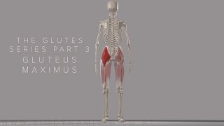 The Glutes Series Part 3 Gluteus Maximus Tensor Fascia Latae and it Band 3D Animation [upl. by Daloris410]