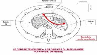 Le diaphragme thoraco abdominal [upl. by Sapphire]