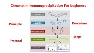 Chromatin immunoprecipitation ChIP explained principle and procedure  ChIP assay [upl. by Enitsugua]