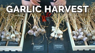 How to Grow Garlic  Garlic Scapes Harvesting amp Curing Part 3 [upl. by Lyall784]