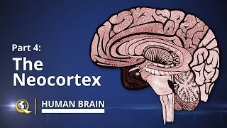 Neocortex  Human Brain Series  Part 4 [upl. by Aritak]