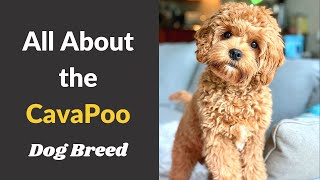 A to Z Guide about Cavapoo dog breed  Size Behavior Training and Temperament [upl. by Asilav409]