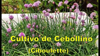 Cultivo orgánico del cebollino Ciboulette [upl. by Amarillis]