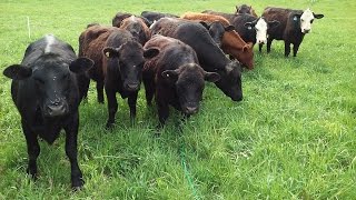 Dragging Pasture Paddocks And The Benefits [upl. by Son]