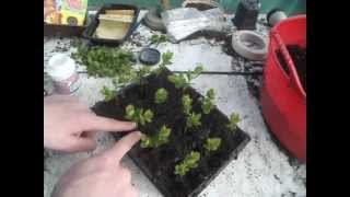 Propagating Spirea from cuttings [upl. by Elwood385]