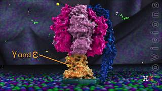 ATP synthase in action [upl. by Nylarad]