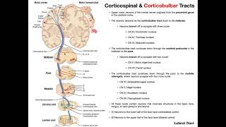 Lumbar Plexus  Everything You Need To Know  Dr Nabil Ebraheim [upl. by Oetam]