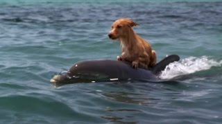 DOLPHIN amp DOG SPECIAL FRIENDSHIP  Vangelis Song Of The Seas [upl. by Ettesyl452]